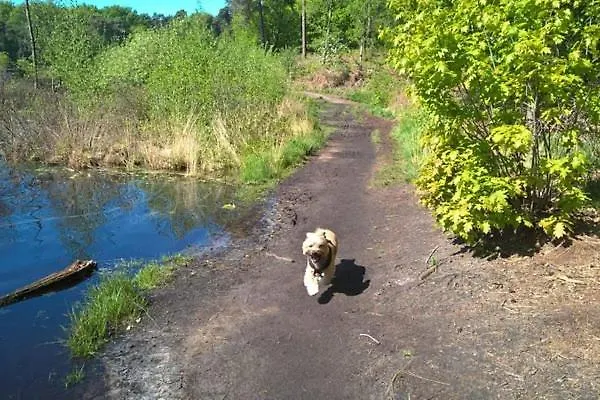 Heggemus シャレー *